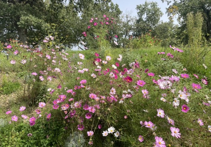 Villa AltoGiardino Castelnuovo Berardenga Siena