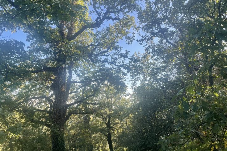 giardino-bosco